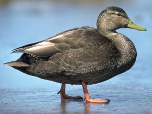 Create meme: birds, mallard, black duck