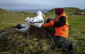 Create meme: wandering Albatross photo, albatross, Super Guano Pituh