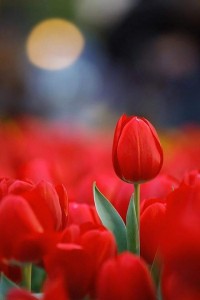Создать мем: tulip flowers, тюльпаны цветы, тюльпаны