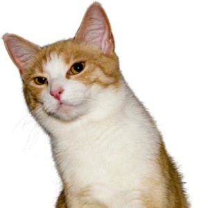Create meme: cat, cat, red cat with white breast