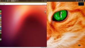 Создать мем: кошка с зелеными глазами, котики, Кошка