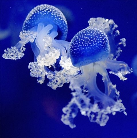 Создать мем: сцифоидные медузы, класс сцифоидные медузы, медуза синяя
