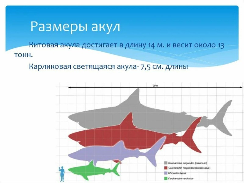 Создать мем: китовая акула размеры, большая акула, акулы акулы