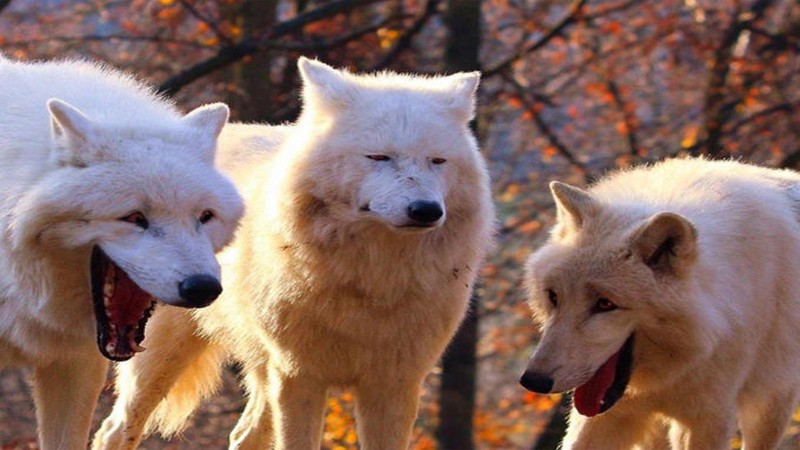 Create meme: wolves laugh meme, polar wolf, white polar wolf