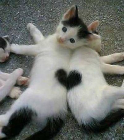 Create meme: funny cats with hearts, lolcats, funny cats to tears