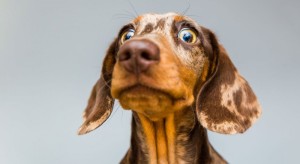 Create meme: Dachshund , dachshund muzzle, Dachshund dog