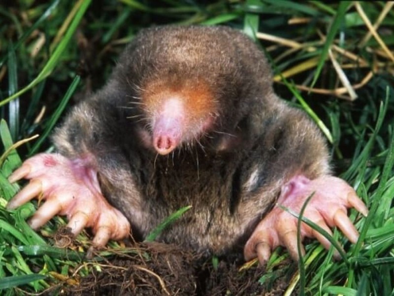 Create meme: Krot Zvezdara, the mole is small, mole animal 