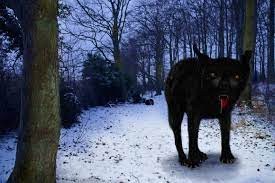 Создать мем: адский волк, волк одинокий, баскервиль собака порода