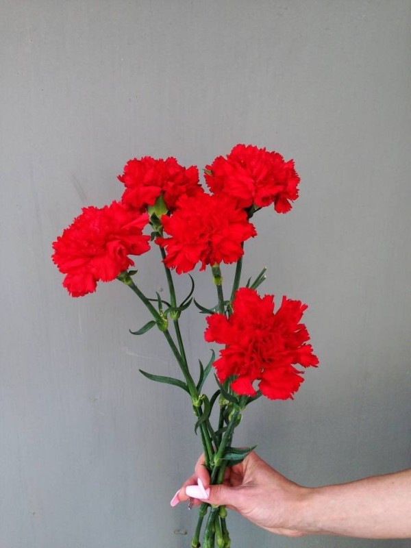 Create meme: red carnation, carnation flowers, dianthus carnation