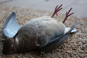 Create meme: fish and poultry, dead pigeon, the dove sleeps