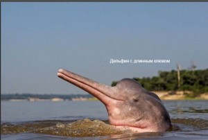 Create meme: river dolphins, Dolphin Boto, Gangetic Dolphin photo