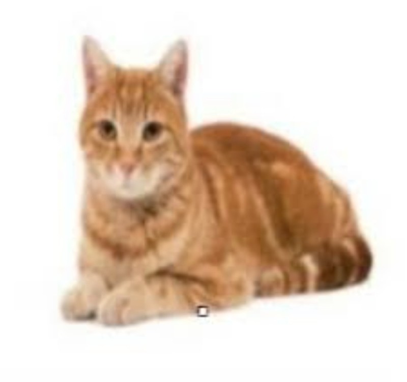 Создать мем: кошка, европейская короткошерстная кошка рыжая, сибирский гладкошерстный рыжий кот