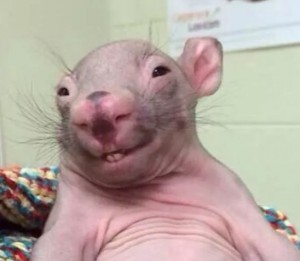 Create meme: bald rat meme, bald rats, bald wombat