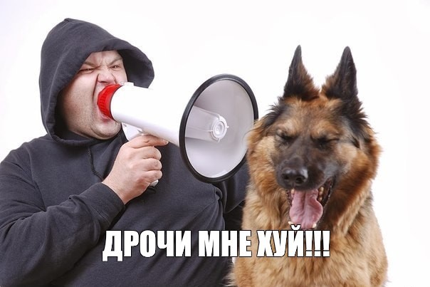 Create meme: a dog with a microphone, dog, the dog is man's best friend 