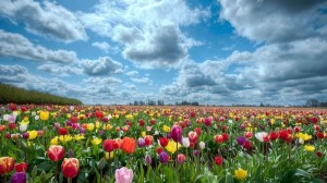 Создать мем: поле тюльпанов, цветы поле, цветочное поле