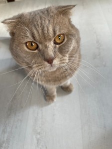 Create meme: Scottish, Scottish fold cat grey, British Shorthair