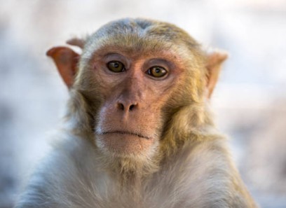 Create meme: mavpy , macaque monkey, funny monkeys