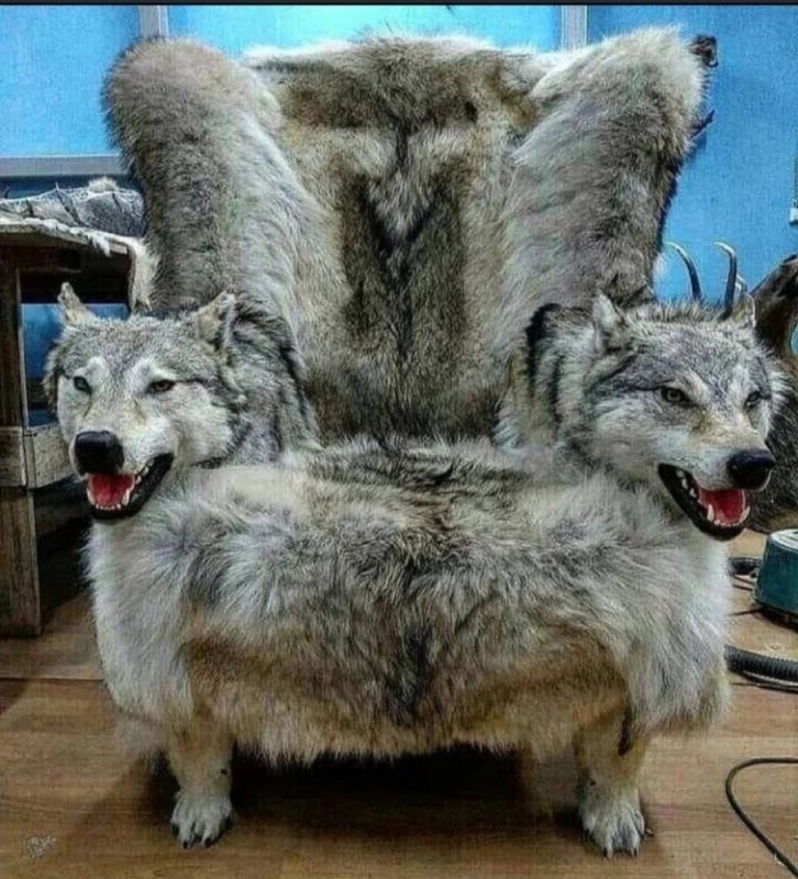 Create meme: the skin of a wolf, The wolf is stuffed, wolf fur