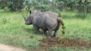 Создать мем: носорог и слон, носорога, африканский носорог