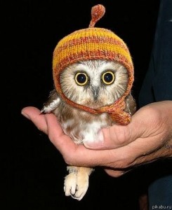 Создать мем: cute owl, baby owl, совенок