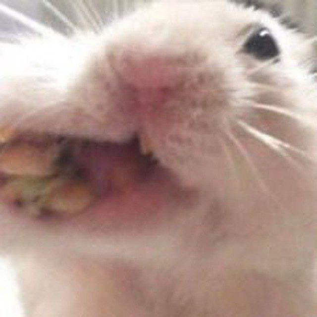 Create meme: hamster funny, hamster , hamsters 