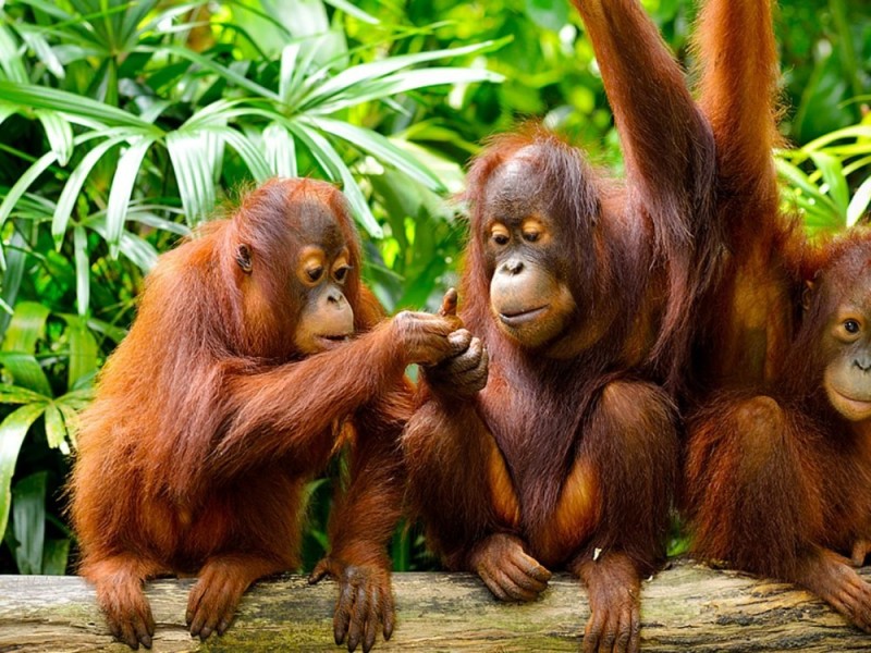 Create meme: klemantaski orangutan, tropical nature, female orangutan
