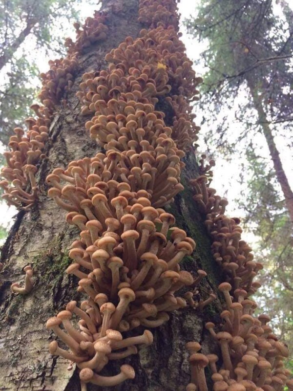 Create meme: honeydew on a tree, hemp honeydew, forest honey mushrooms