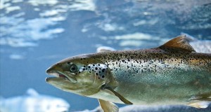 Create meme: trout Atlantic, brown trout, salmon trout pictures