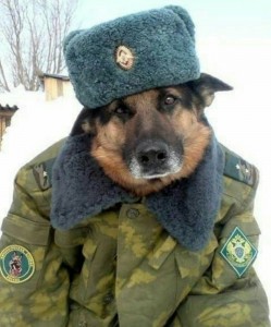 Create meme: dog, German shepherd, military dogs