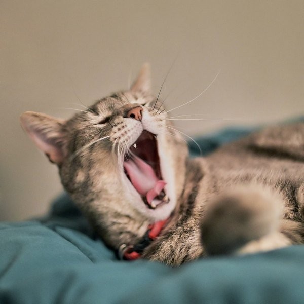 Создать мем: зевающий котик, зевающие животные, зевота