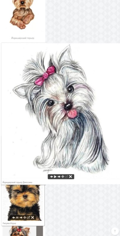 Create meme: Yorkshire Terrier , paperthole yorkshire terrier, sketching yorkshire terrier