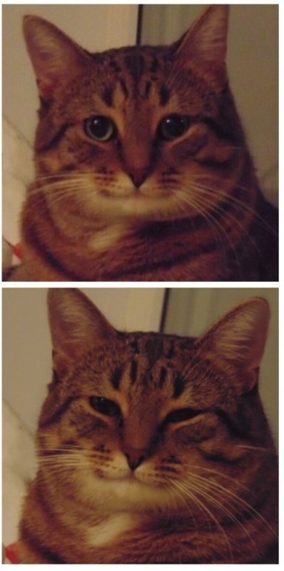 Создать мем: улыбающийся кот мем, мемы с котами, понимающий кот