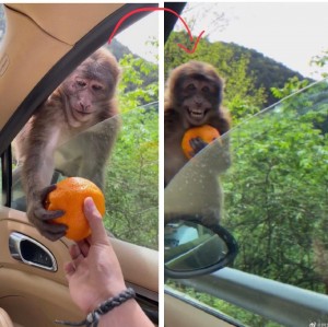 Создать мем: обезьяна с апельсином, юмор в ленту, обезьянки