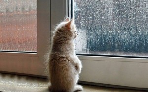 Создать мем: котенок грустит у окна, грустный котенок ждет, дождь за окном картинки прикольные