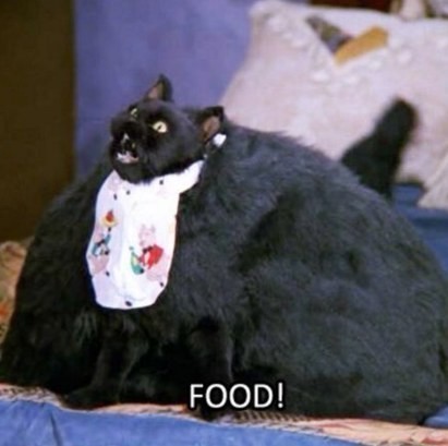 Create meme: salem the cat, fat cat salem, seylem saberhagen