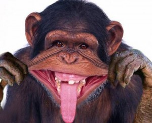 Create meme: happy monkey, monkey, chimp smiles