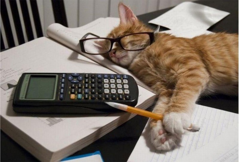 Create meme: the day of accountant , cat accountant, happy accountant's day cool