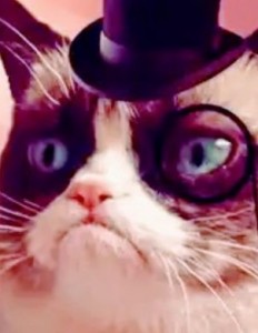 Create meme: cookie cat, unhappy cat, cat