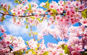 Create meme: screensaver for Android Sakura, Wallpaper desktop spring flowers, background cherry blossoms