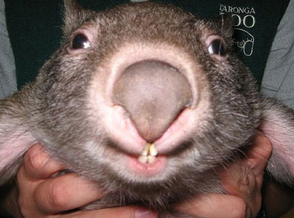 Create meme: the baby wombat, the wombat is small, wombat funny