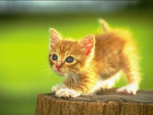 Create meme: cute kittens, cute kitten, cute red kitten