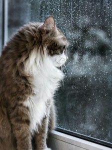 Create meme: rain, cat paws against the window, cat