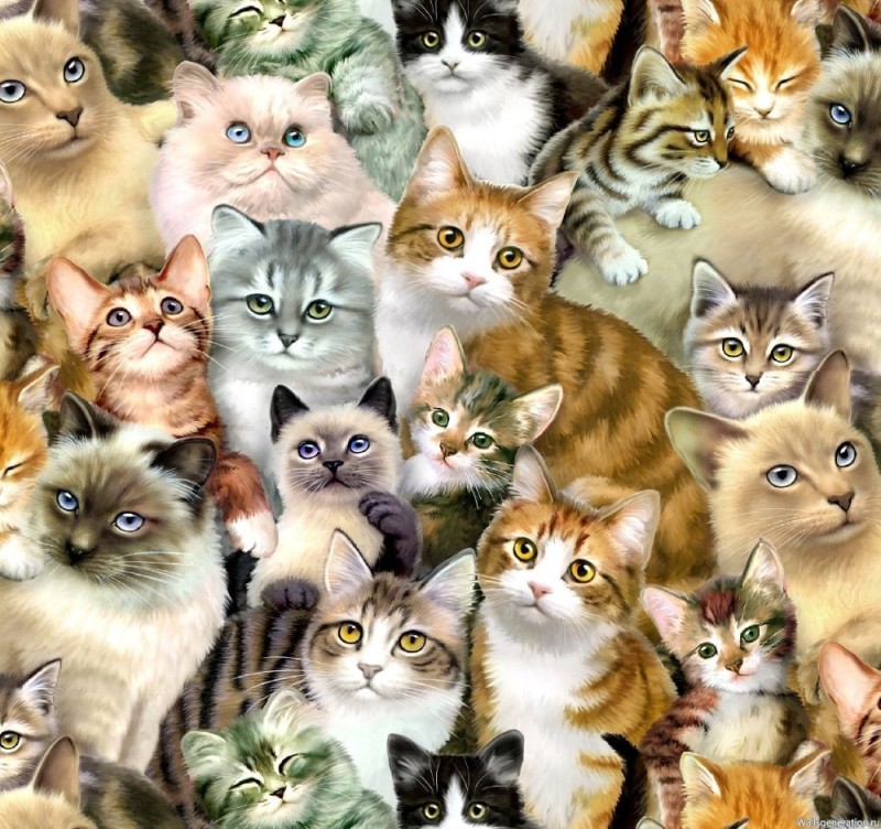 Create meme: cats a lot, cat background, background with cats