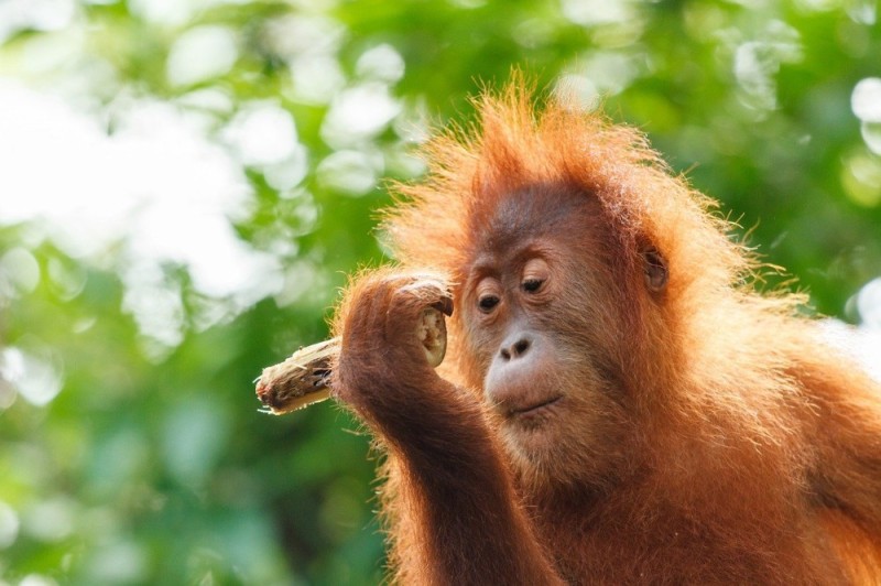 Create meme: orangutans , orangutans of borneo, little orangutan