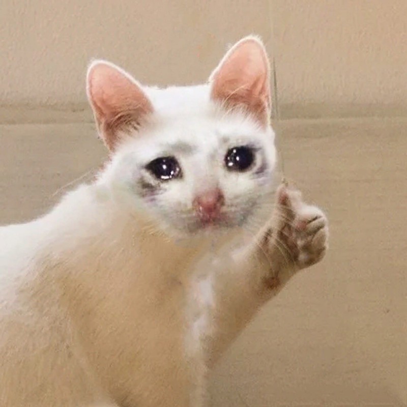 Create meme: cats memes, cat meme, cat crying meme