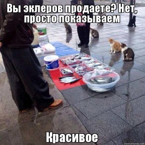 Создать мем: красивое мем про котов, юмор, вы рыбов продаете нет просто показываю