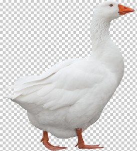 Create meme: duck goose, duck white, goose