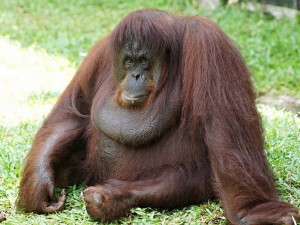 Create meme: orangutan, Sumatran orangutan