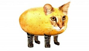 Create meme: cat potatoes, animals cats