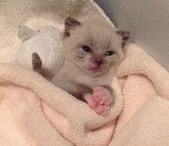 Create meme: Mimi's kitten, adorable kittens, little cat